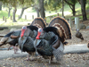 Turkeys100