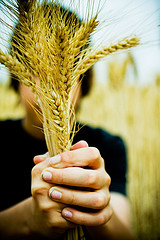 Hands holding wheat stalks